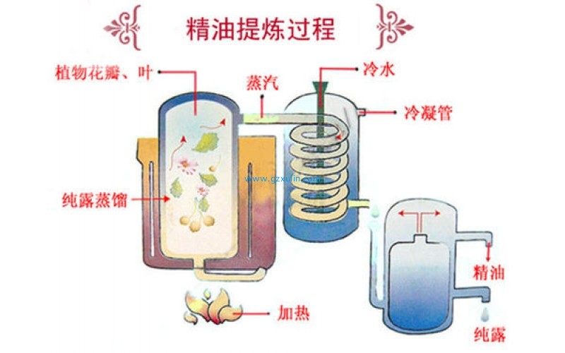 化妆品的精油的提取、精油提取方法