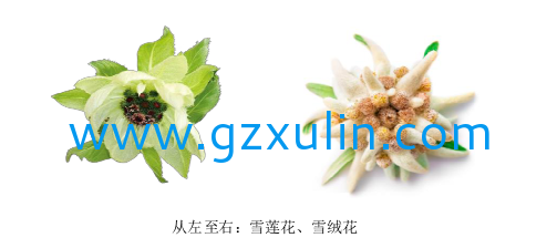 广州旭林精细化工有(yǒu)限公司